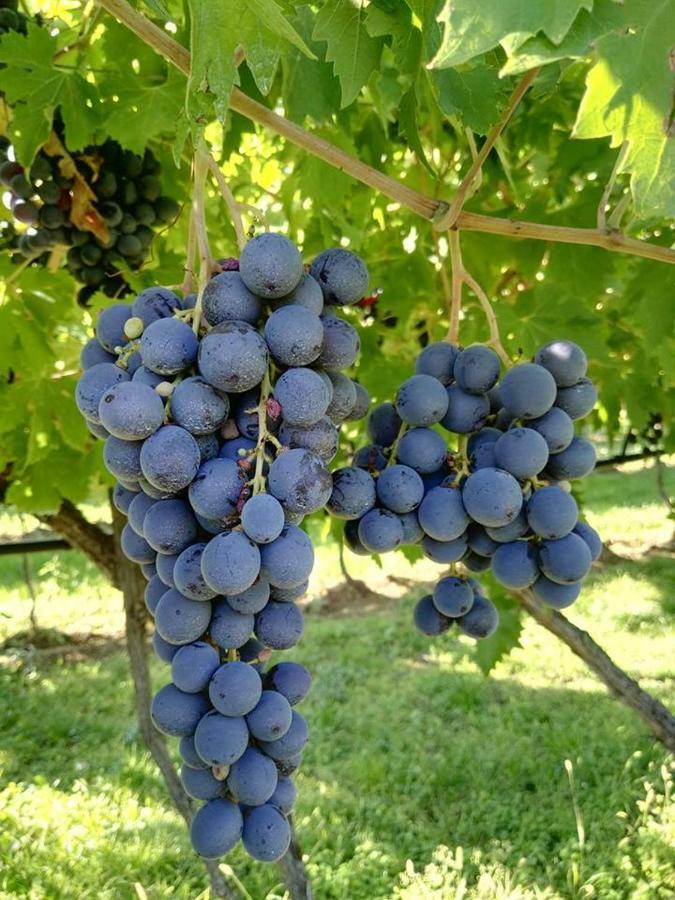 Agriturismo El Crear 산피에트로인카리아노 외부 사진